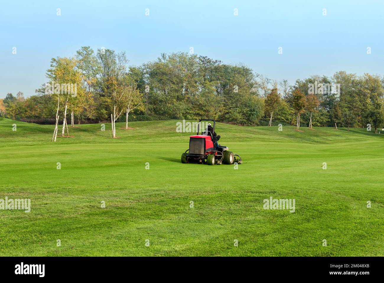 Employee driving lawn mower and cutting green grass during work on golf course on autumn day Stock Photo