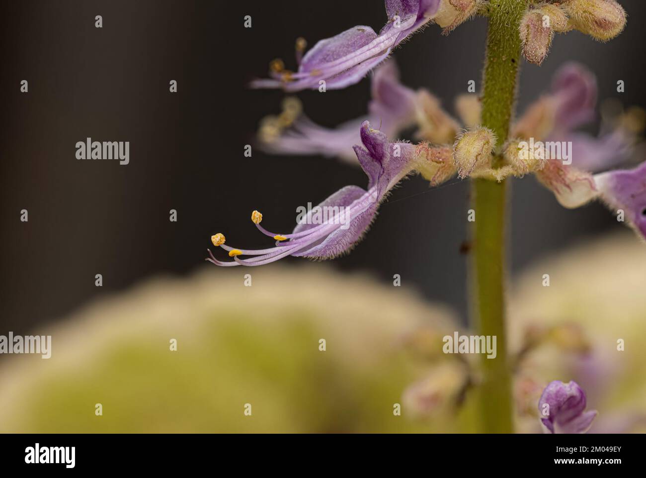 Indian Borage Flower of the species Coleus amboinicus under ultraviolet light of flashlight Stock Photo