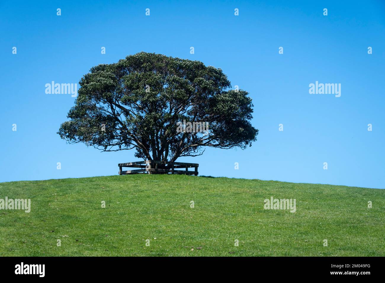 Lone tree on hilltop, Shakespear Regional Park, Whangaparaoa peninsular