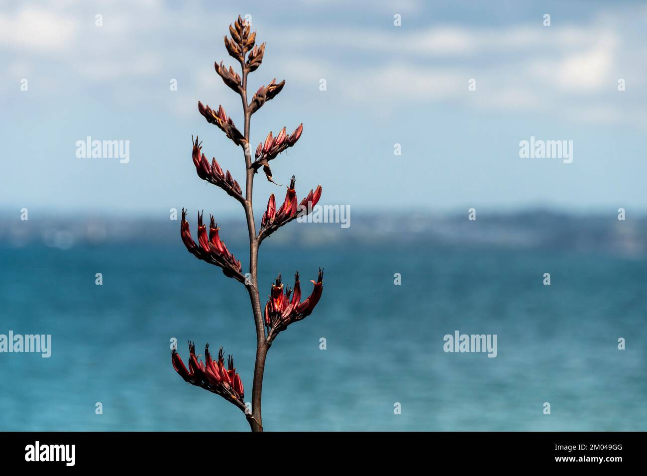Red flax flowers, Shakespear Regional Park, Whangaparaoa peninsular, Auckland, North Island, New