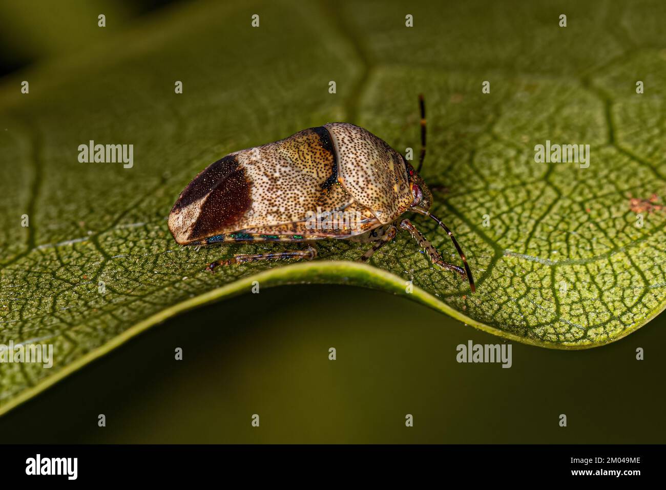 Adult Jewel Bug of the Family Scutelleridae Stock Photo