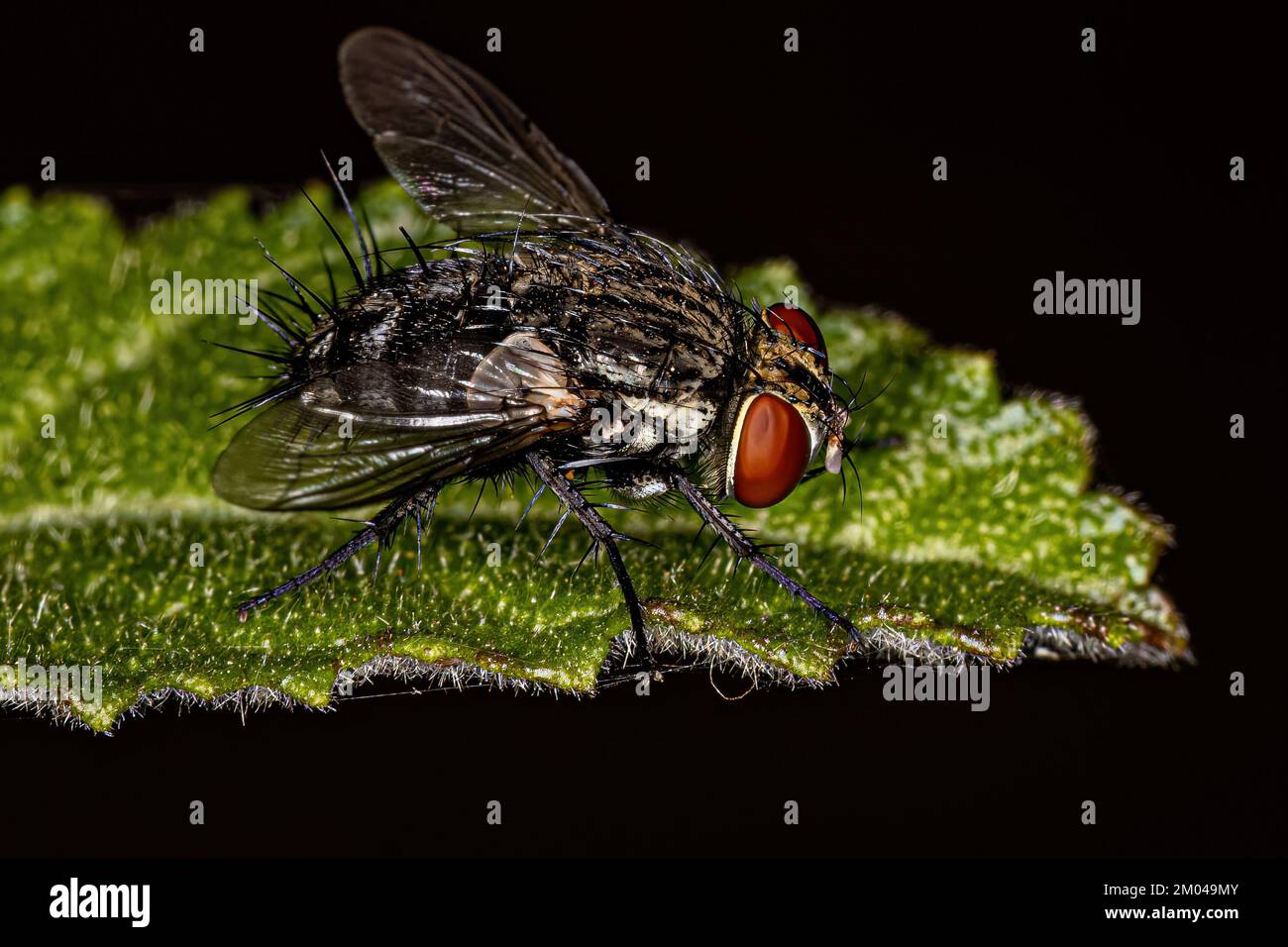 Adult Bristle Fly of the Family Tachinidae Stock Photo - Alamy