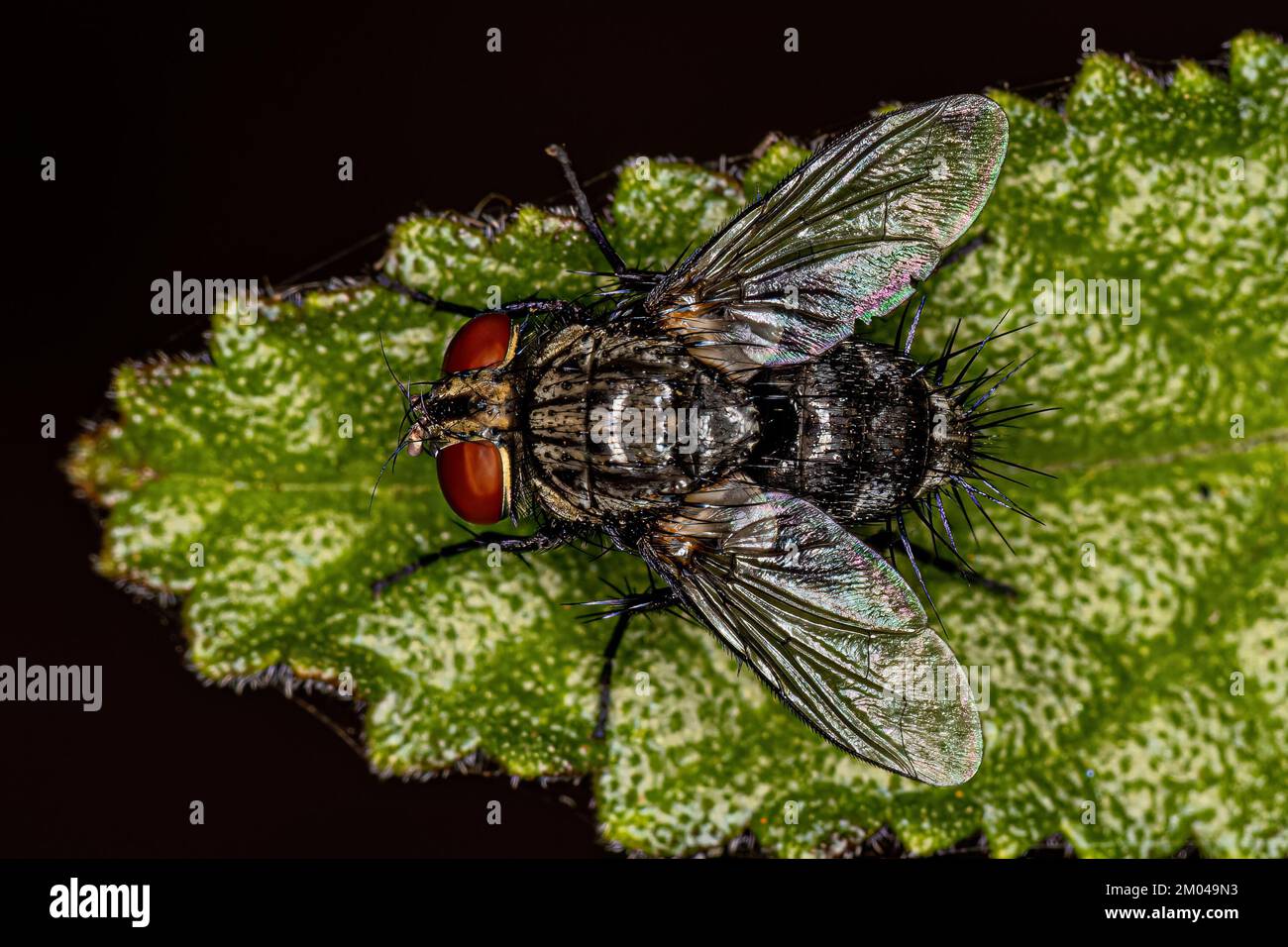 Adult Bristle Fly of the Family Tachinidae Stock Photo - Alamy