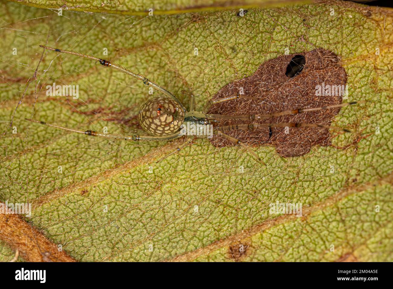 Small Mirrorball Spider of the Genus Thwaitesia Stock Photo Alamy