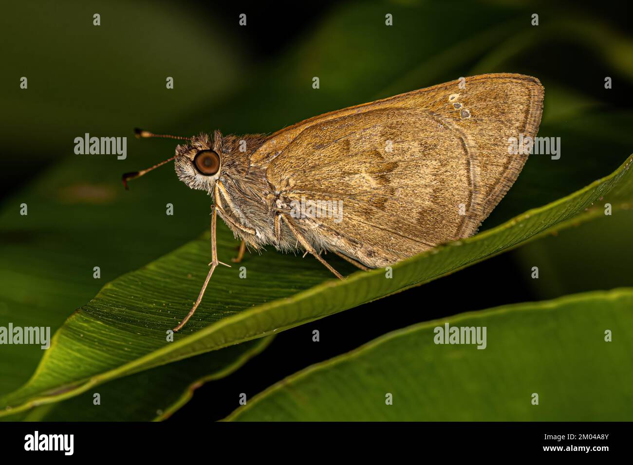Adult Skipper Butterfly of the Family Hesperiidae Stock Photo