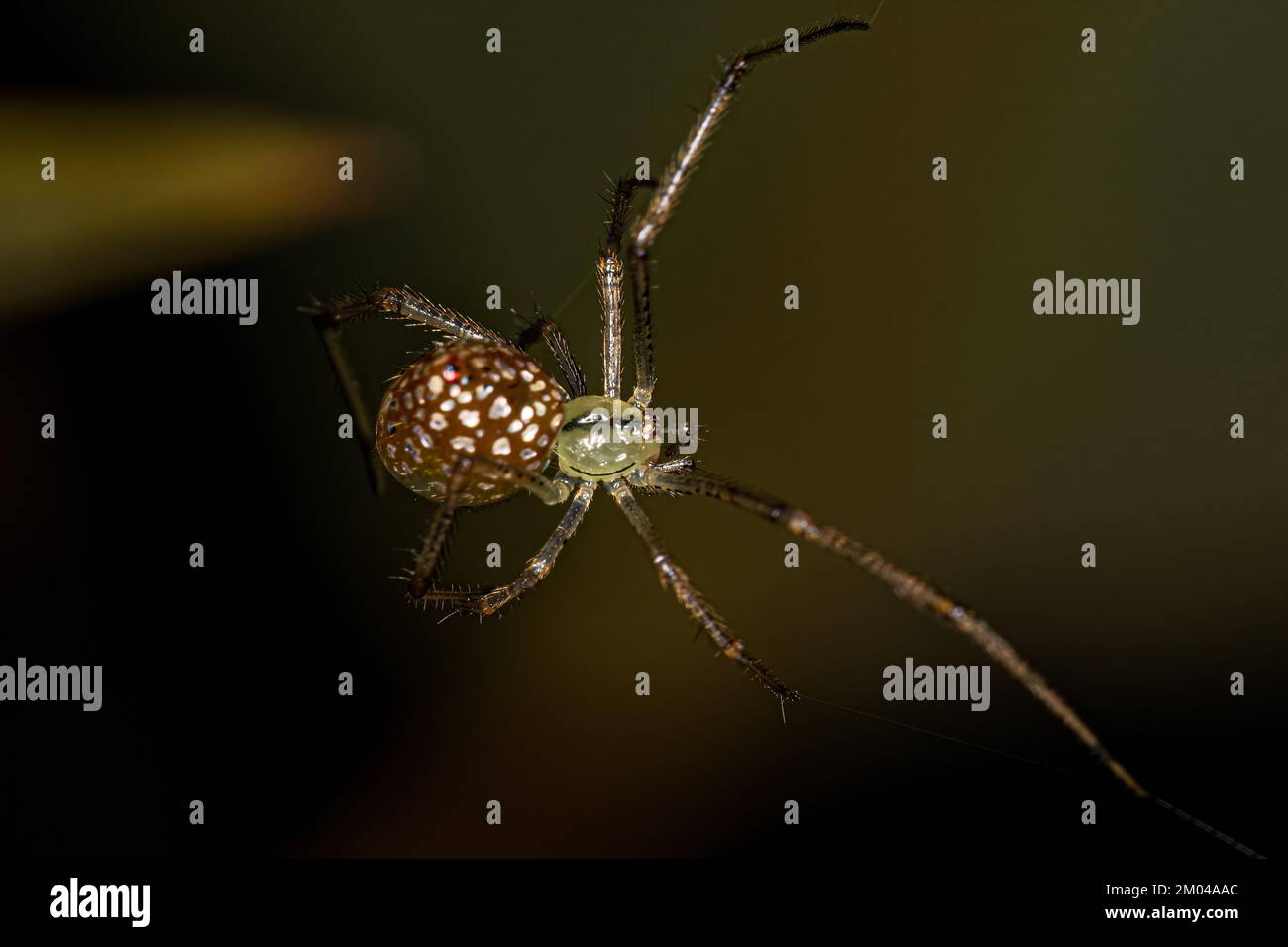 Small Mirrorball Spider of the Genus Thwaitesia Stock Photo Alamy
