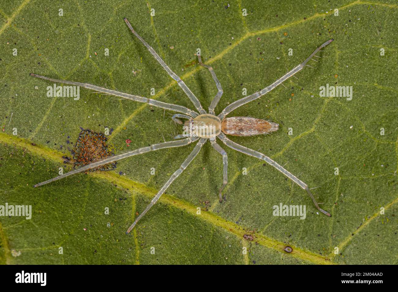 Daddy Long Legs Spider - Spiders in Sutton Massachusetts