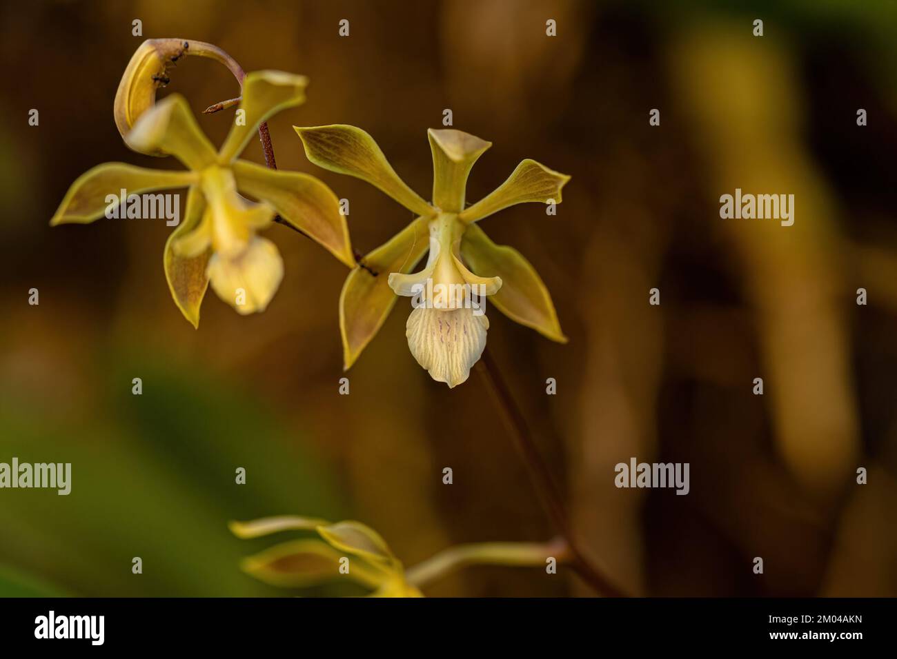 Small Orchid Flower of the Genus Encyclia Stock Photo