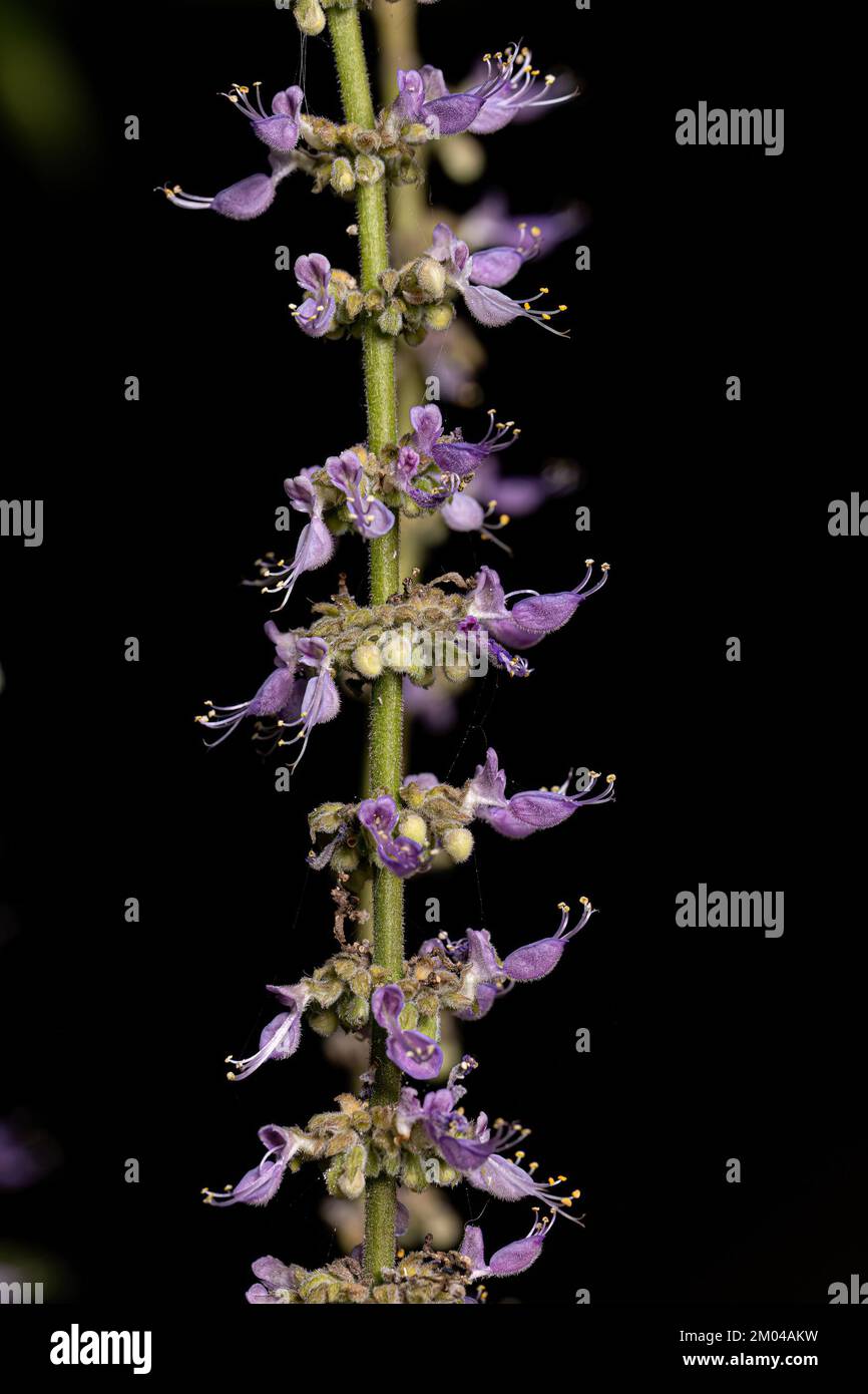 Indian Borage Flower of the species Coleus amboinicus Stock Photo