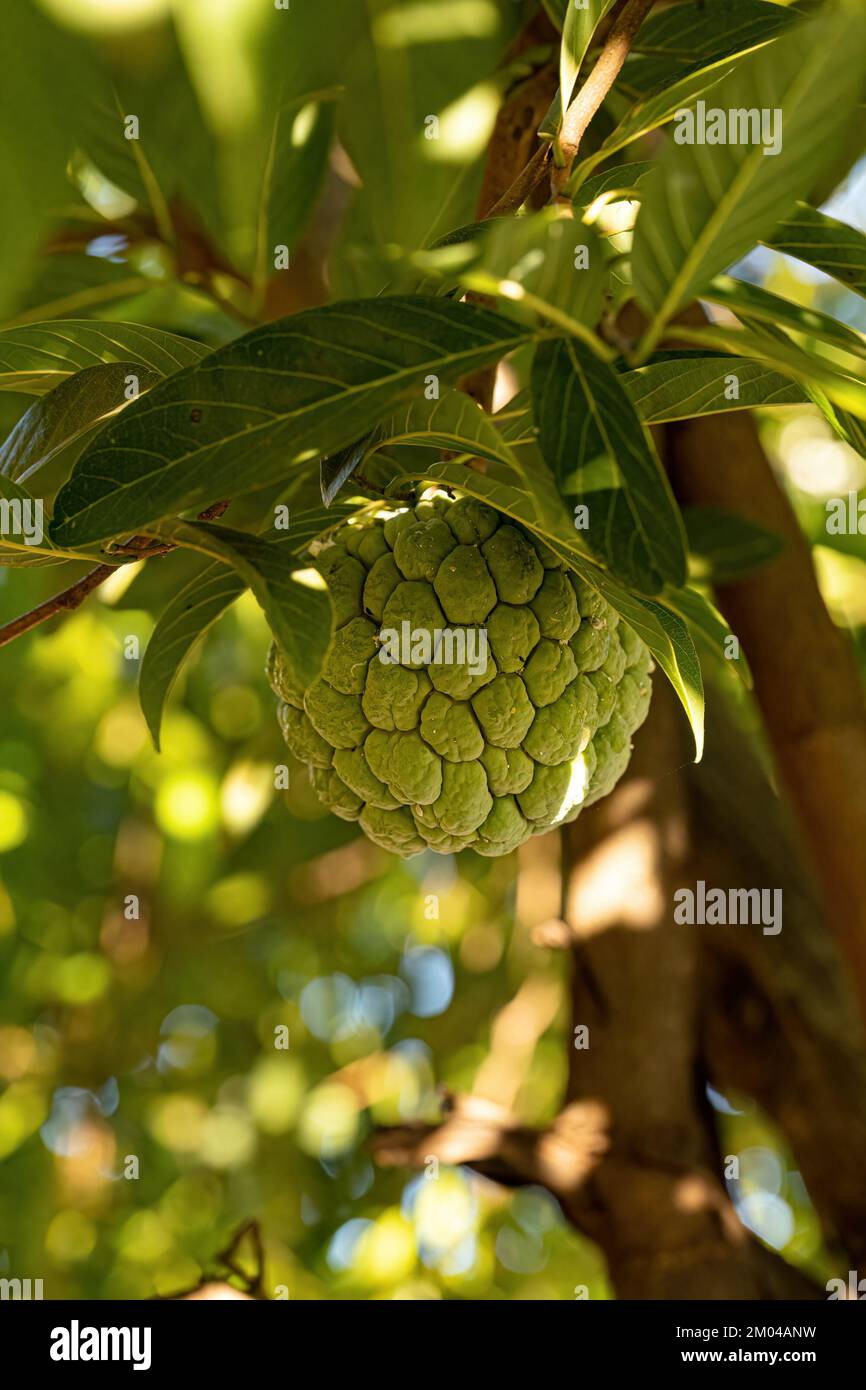 Sweetsop Green Fruit of the species Annona squamosa Stock Photo - Alamy