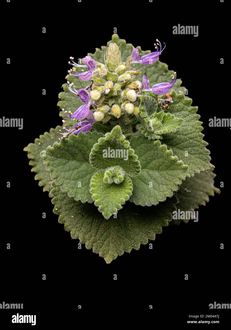 Indian Borage Flower of the species Coleus amboinicus under white flash light Stock Photo