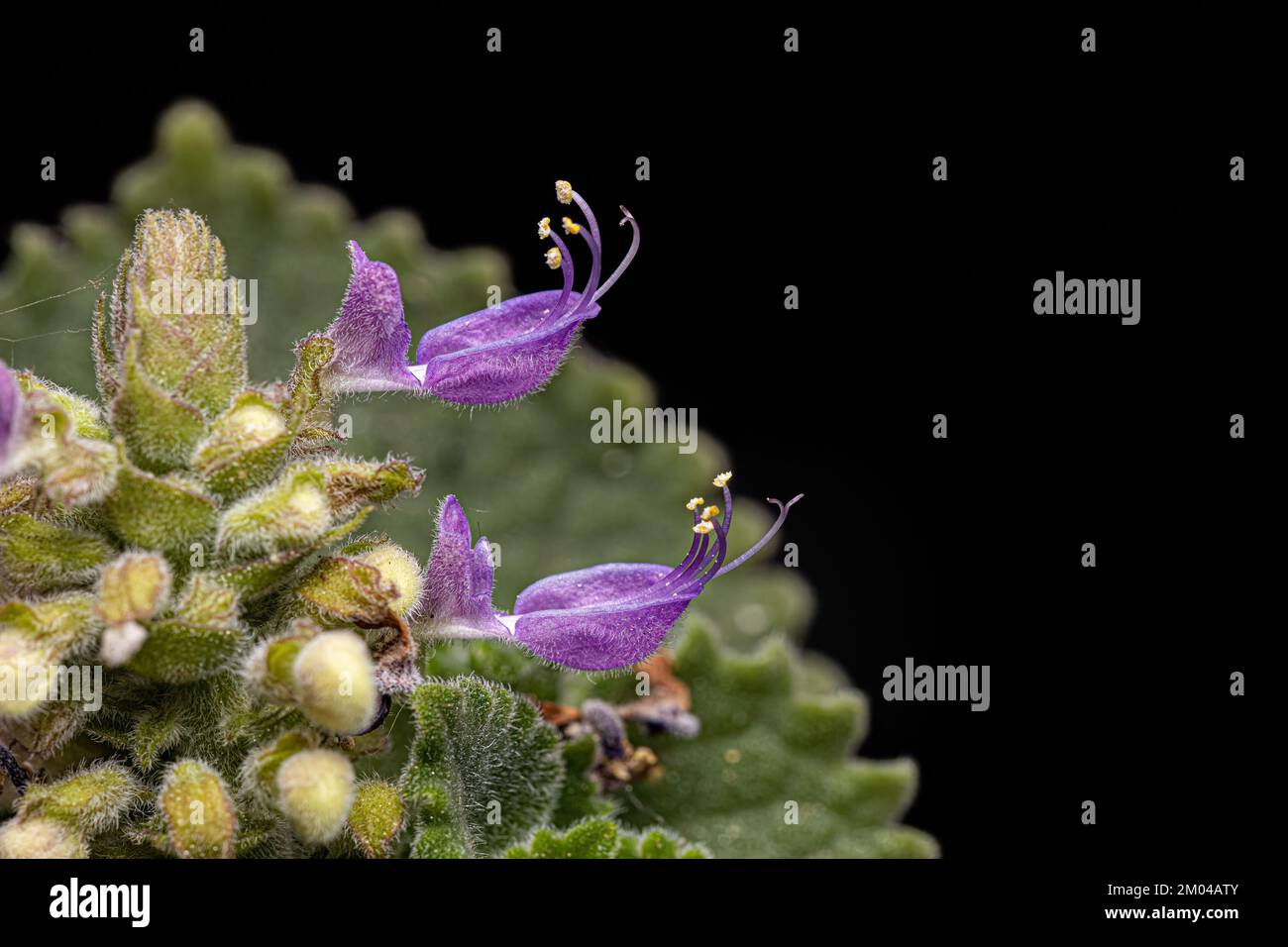 Indian Borage Flower of the species Coleus amboinicus under white flash light Stock Photo