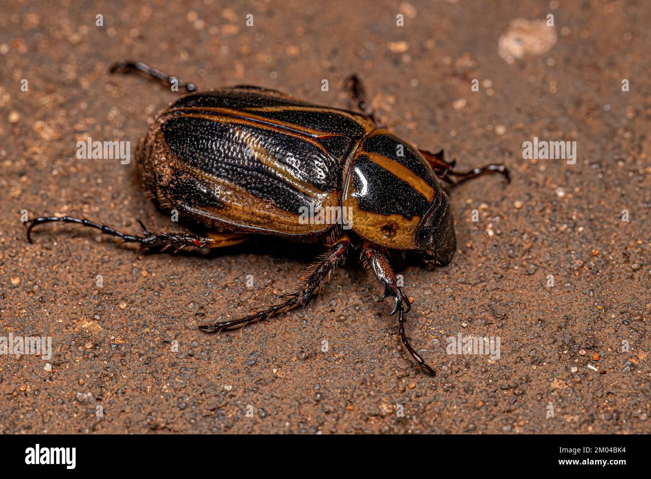 Adult Masked Chafer of the Genus Cyclocephala Stock Photo