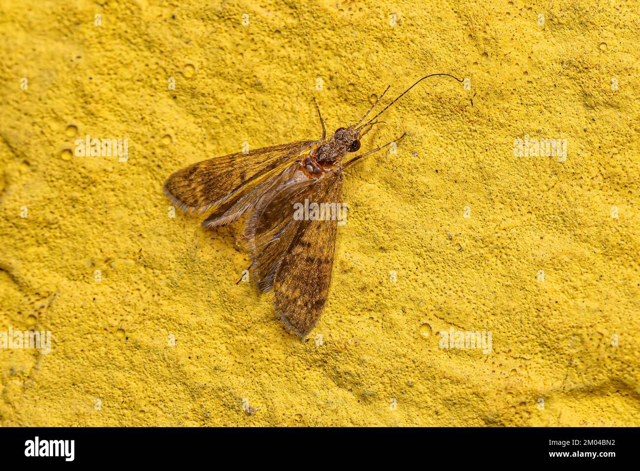 Adult Caddisfly Insect of the Order Trichoptera Stock Photo Alamy