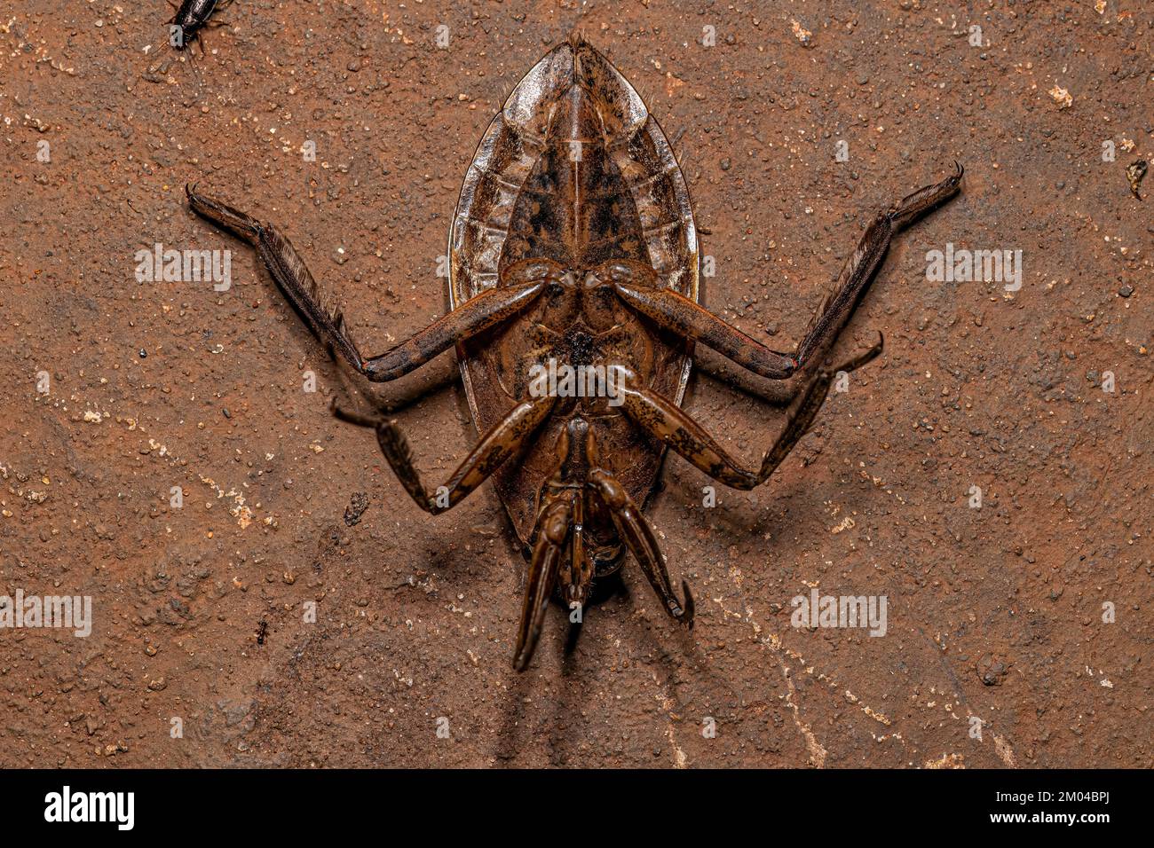 Adult Giant Water Bug of the Genus Belostoma Stock Photo Alamy