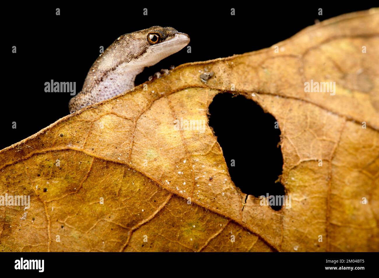 Amazonian dwarf gecko (Chatogekko amazonicus) Stock Photo