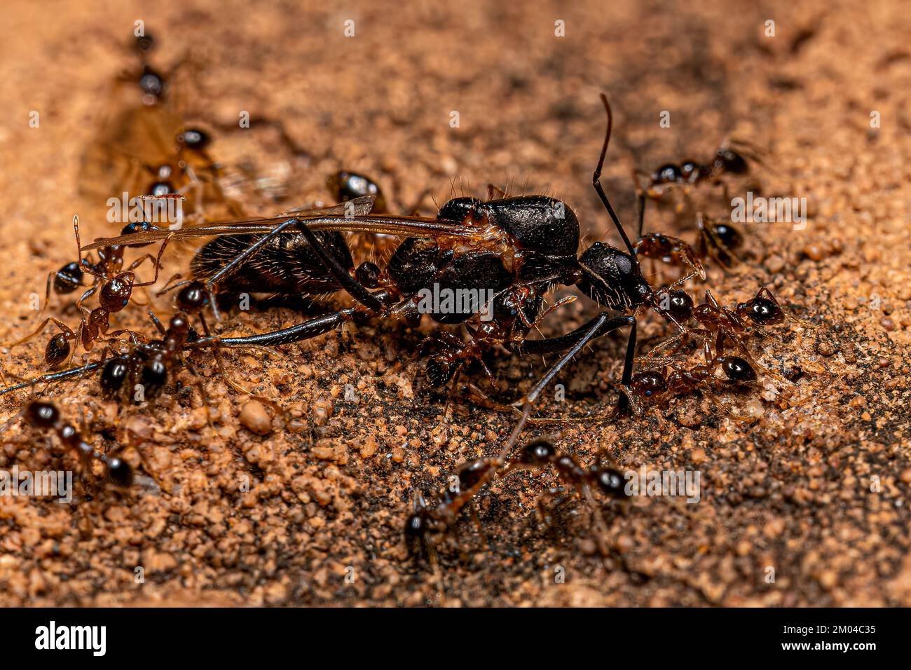 Adult Female Big Headed Ants Of The Genus Pheidole Preying On An Adult