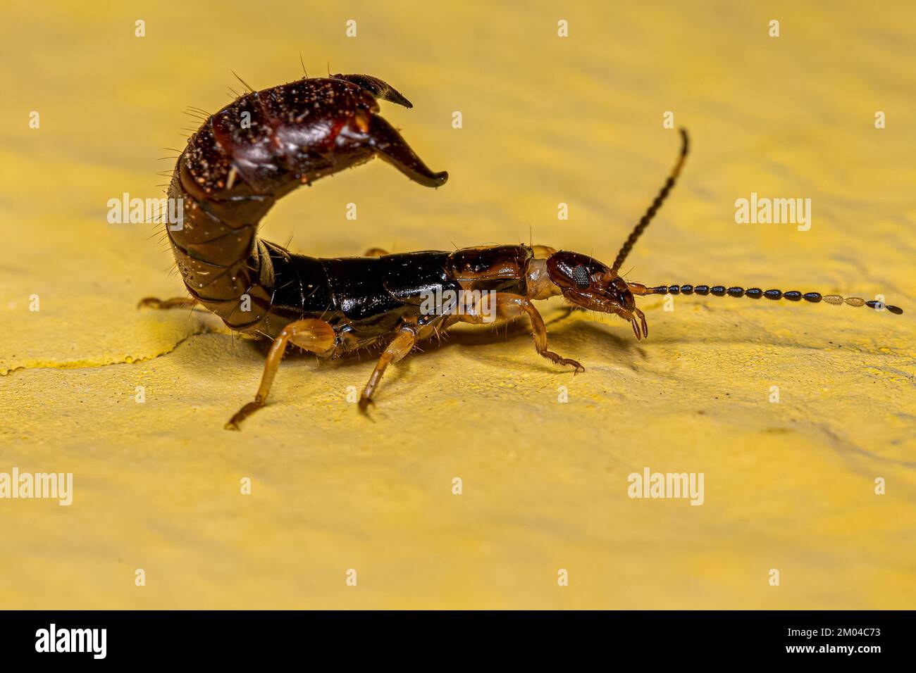 Common brown earwig hi-res stock photography and images - Alamy