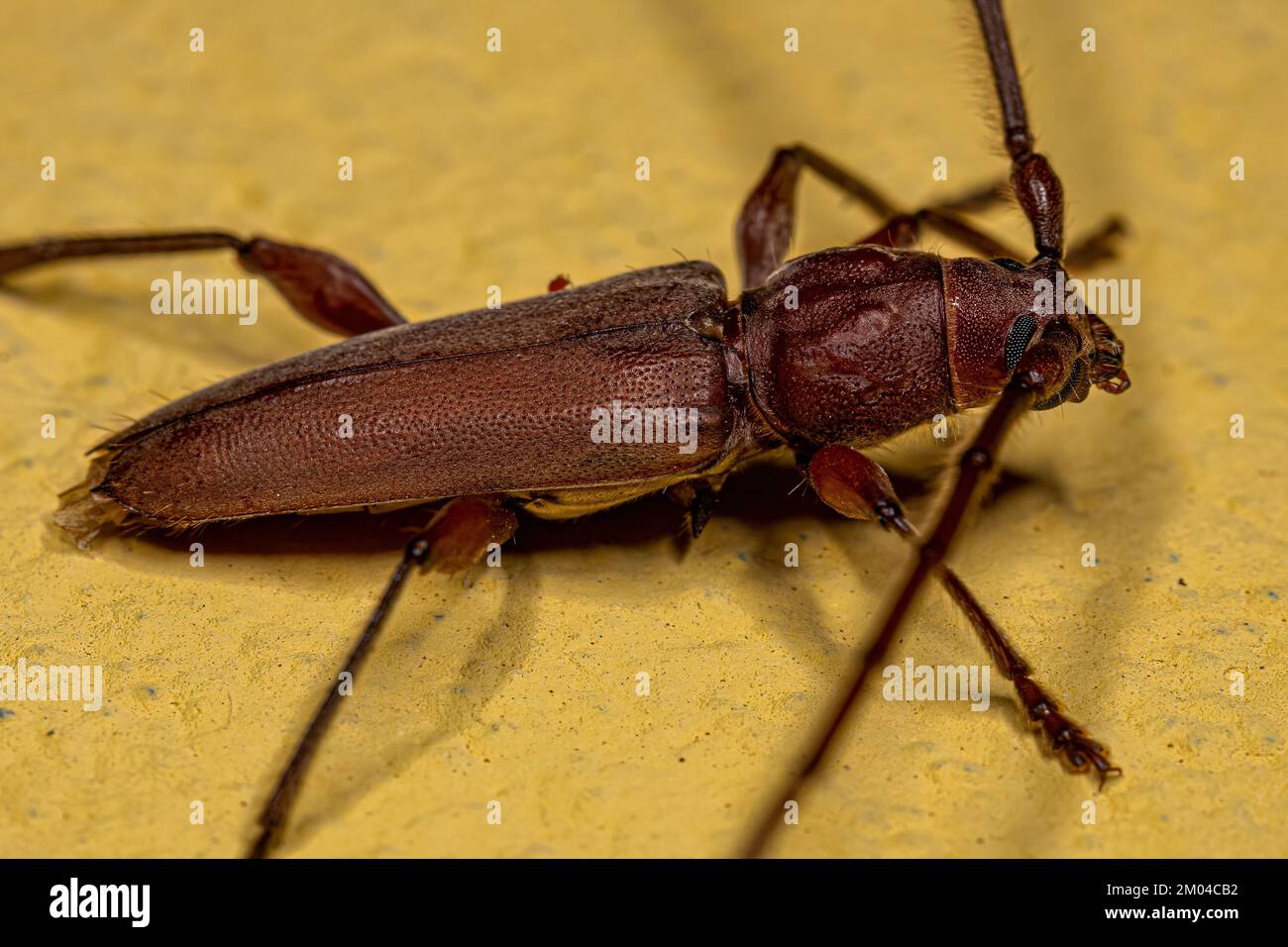 Adult Typical Longhorn Beetle of the family Cerambycidae Stock Photo ...