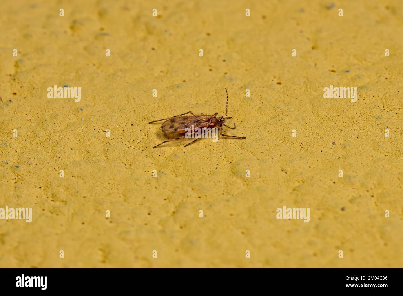 Adult Gall Midget of the family Cecidomyiidae Stock Photo