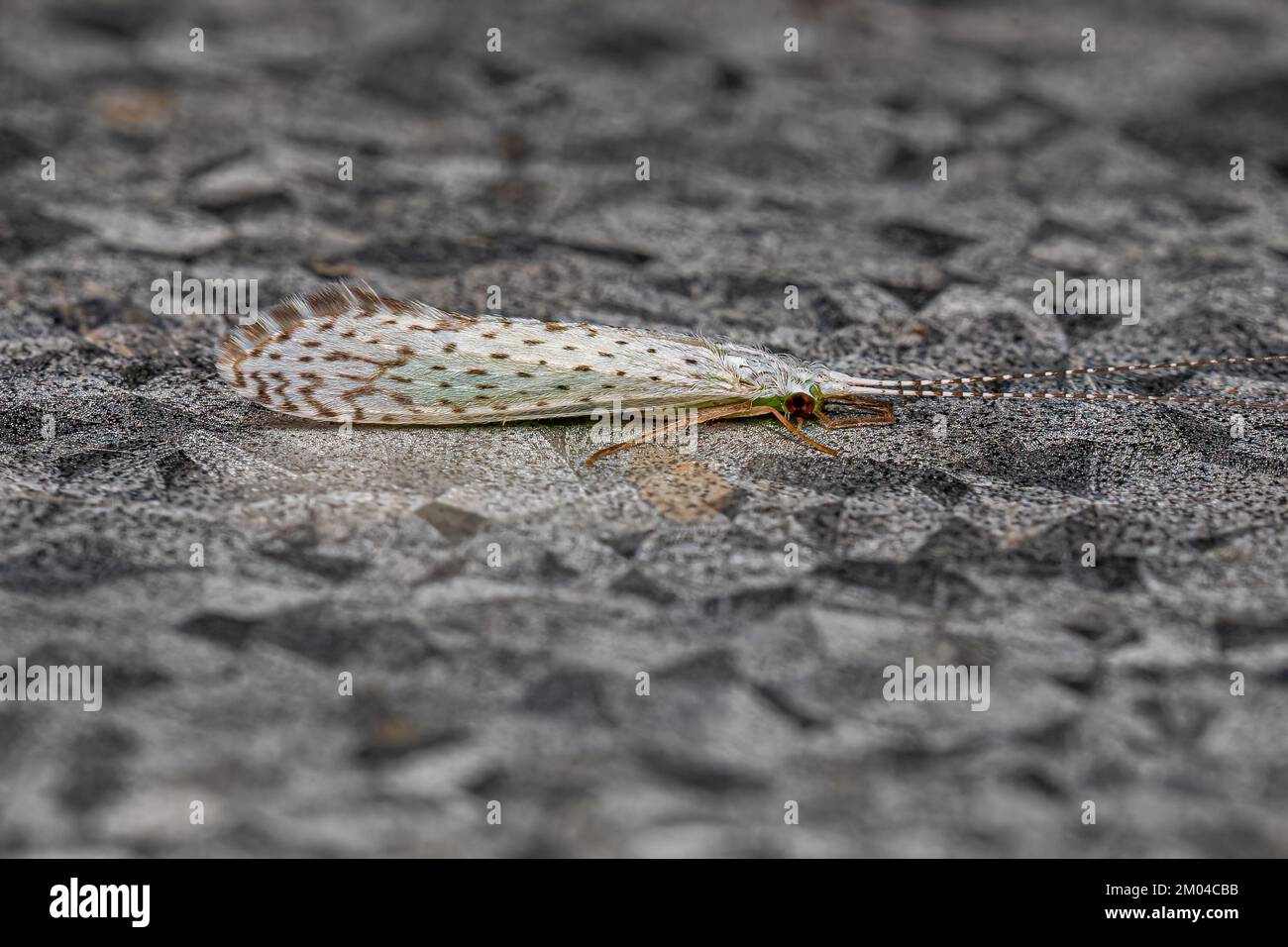 Adult Caddisfly Insect of the Genus Nectopsyche Stock Photo Alamy