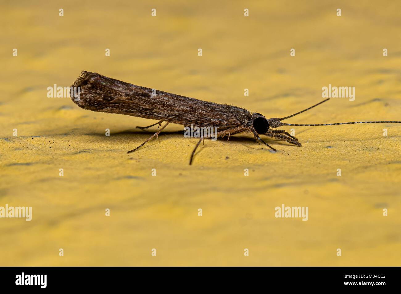 Adult Caddisfly Insect of the Genus Marilia Stock Photo Alamy
