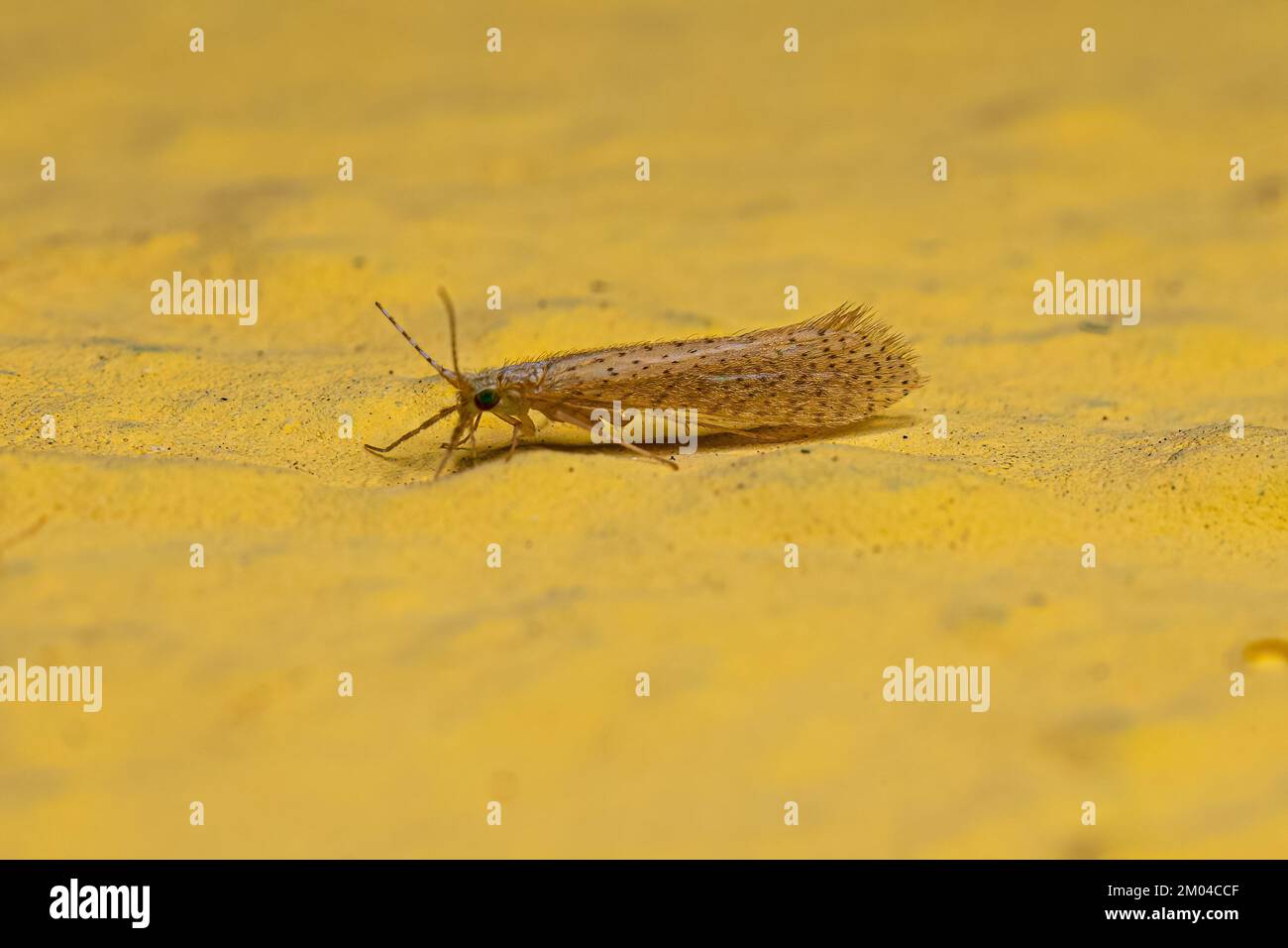 Adult Caddisfly Insect of the Genus Nectopsyche Stock Photo Alamy
