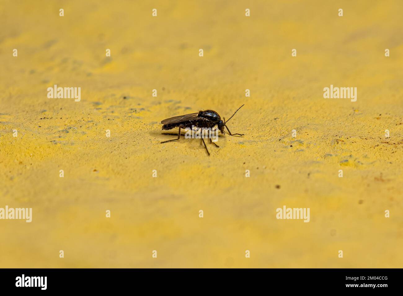 Adult Biting Midge of the Family Ceratopogonidae Stock Photo