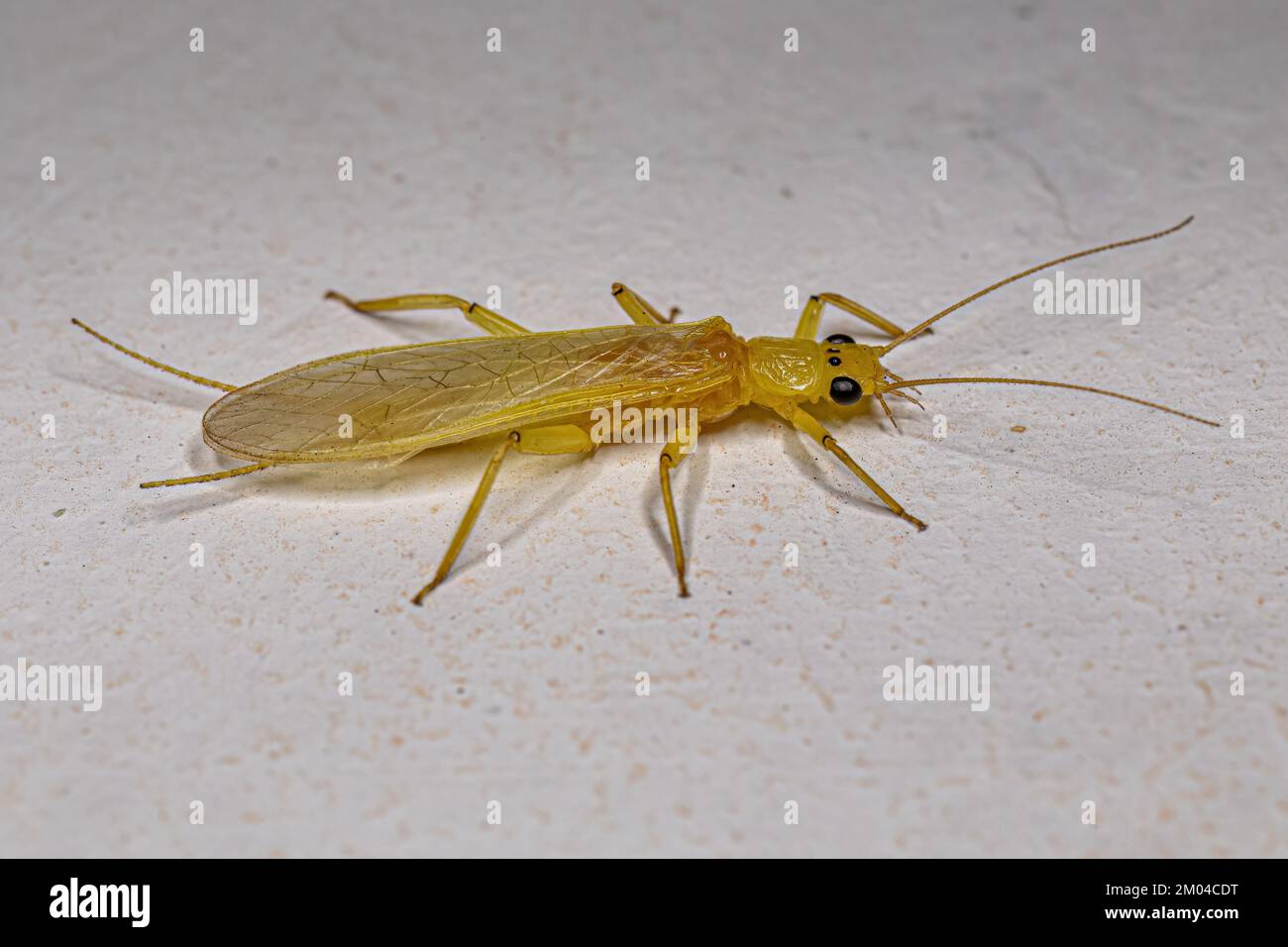 Adult Common Stonefly insect of the Order Plecoptera Stock Photo - Alamy
