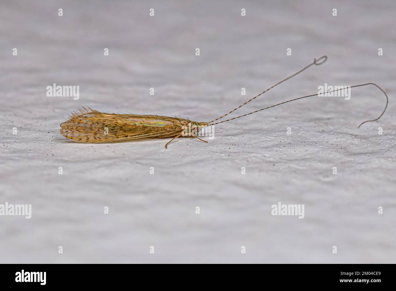 Adult Caddisfly Insect of the Genus Nectopsyche Stock Photo Alamy