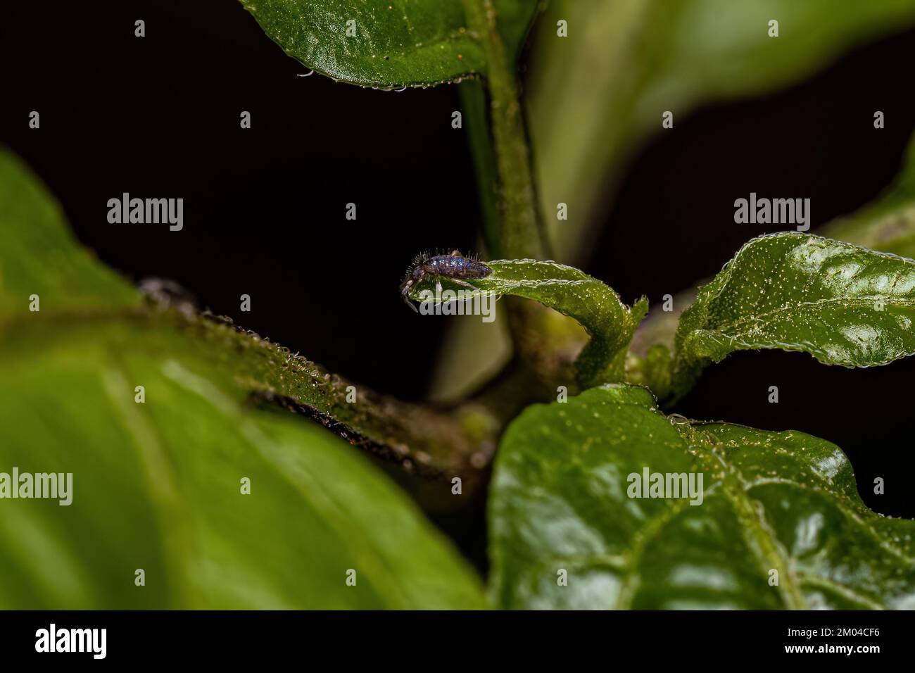Small Elongate Springtail Arthropod of the Order Entomobryomorpha Stock Photo