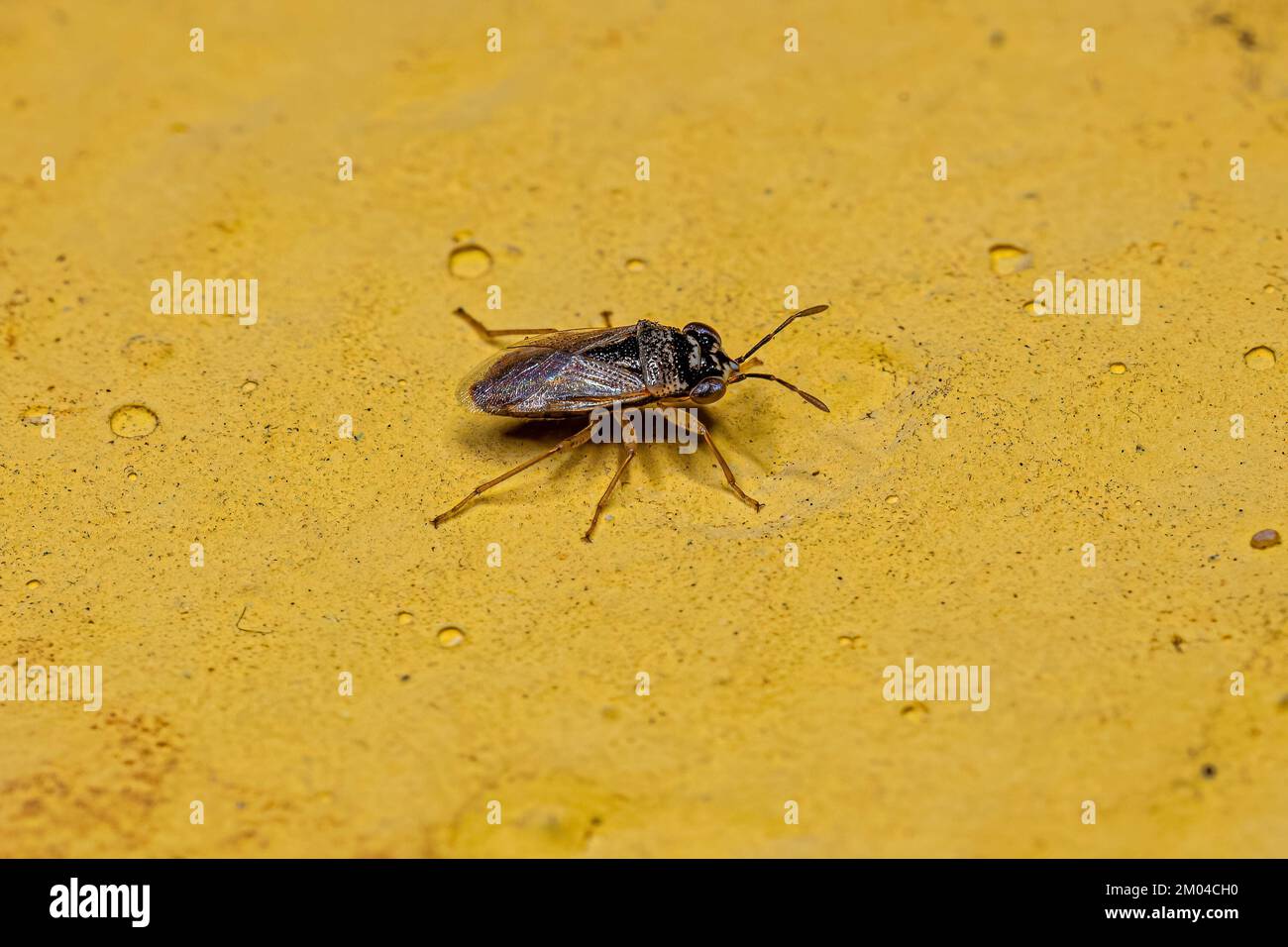 Adult Big-eyed Bug of the Family Geocoridae Stock Photo