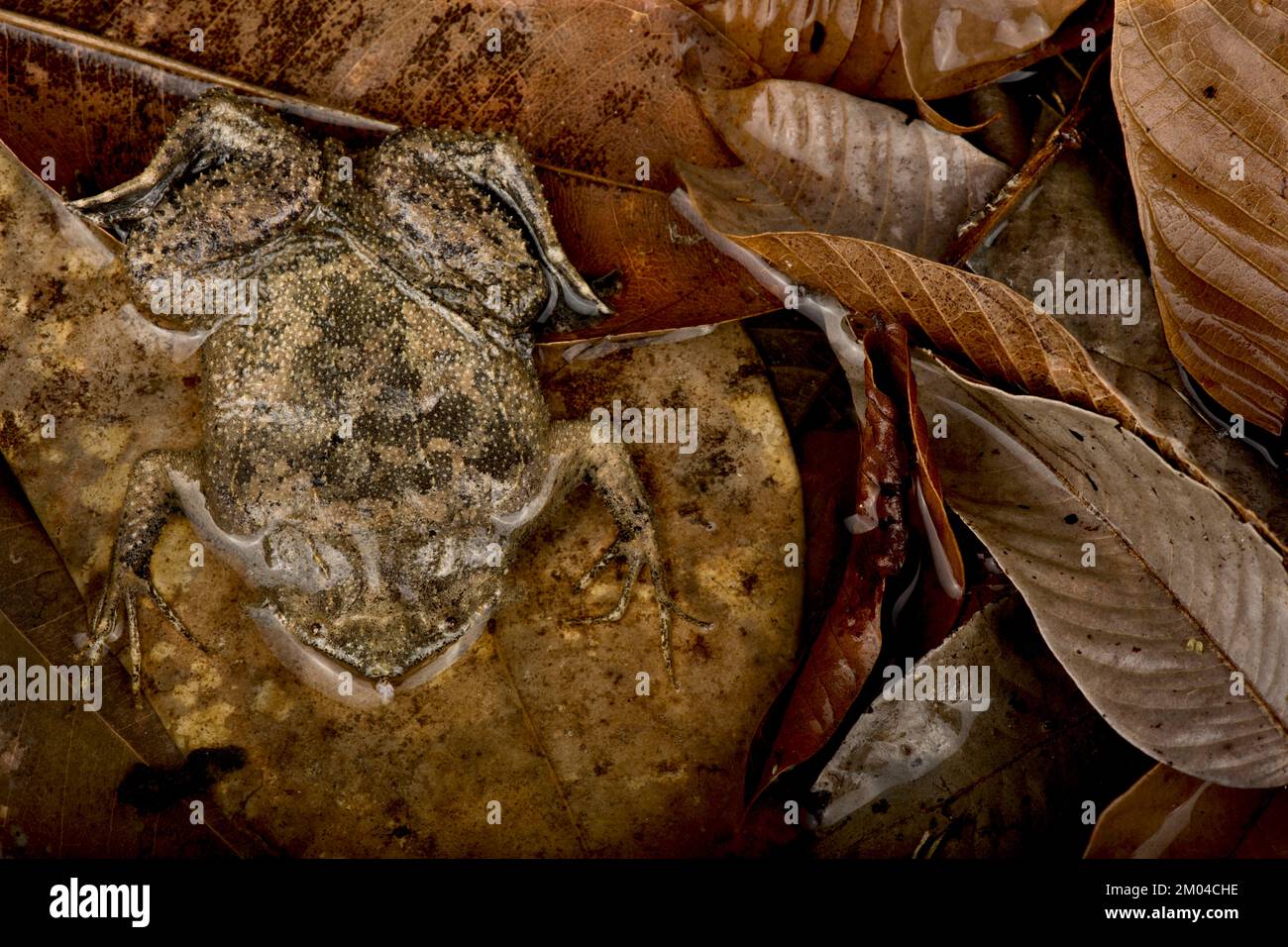 Suriname toad (Pipa pipa) Stock Photo