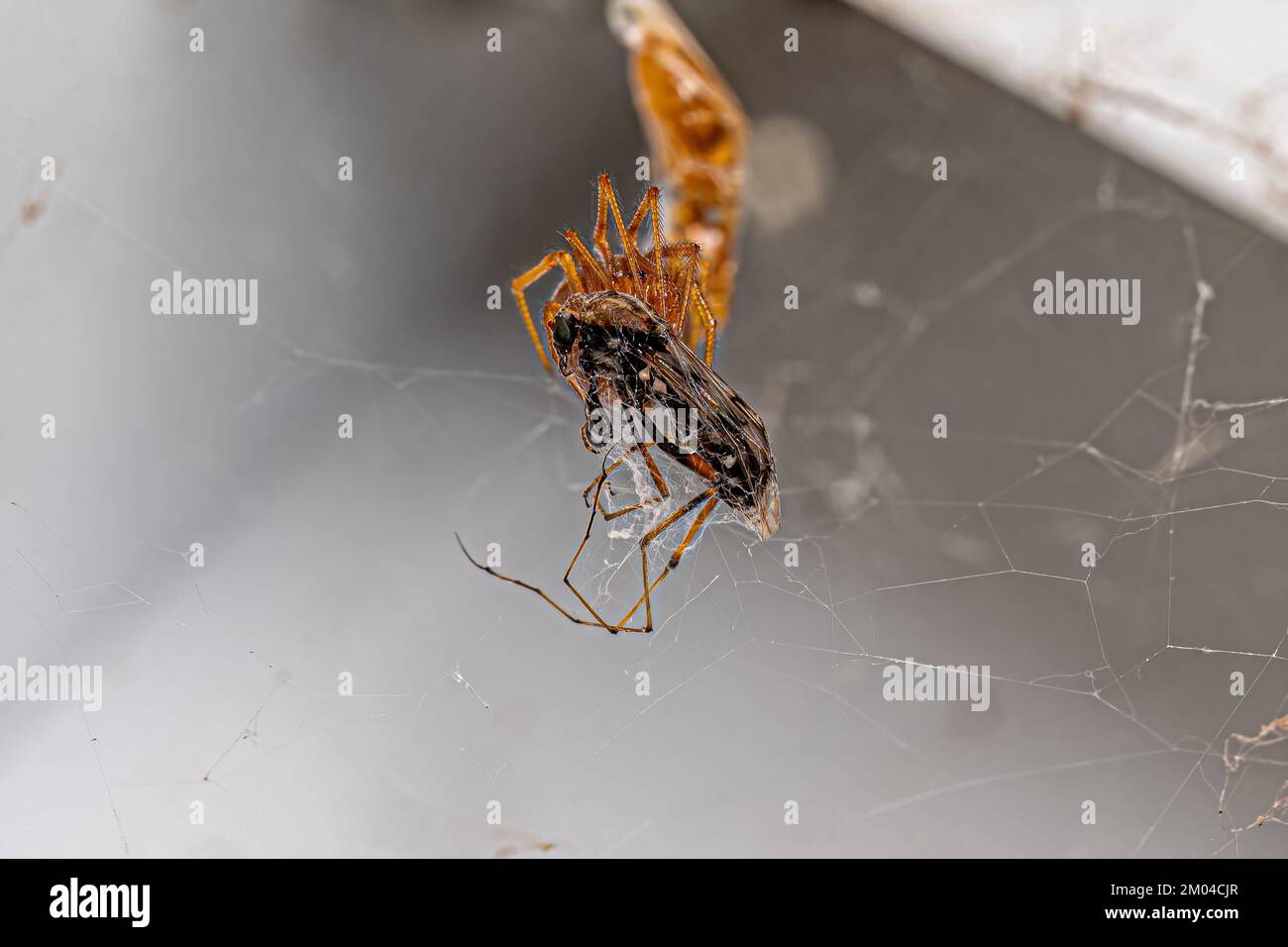 Red House Spider of the species Nesticodes rufipes preying on a fly Stock Photo