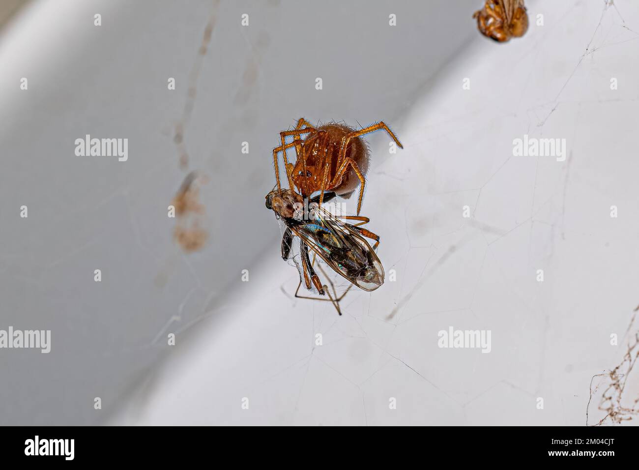 Red House Spider of the species Nesticodes rufipes preying on a fly Stock Photo
