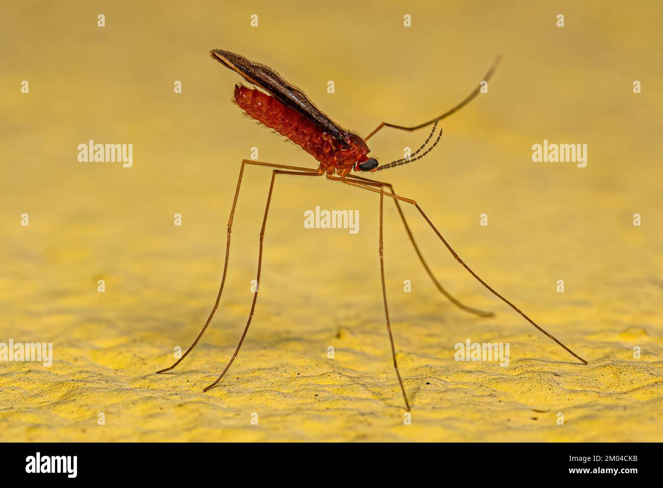 Adult Gall Midget of the family Cecidomyiidae Stock Photo