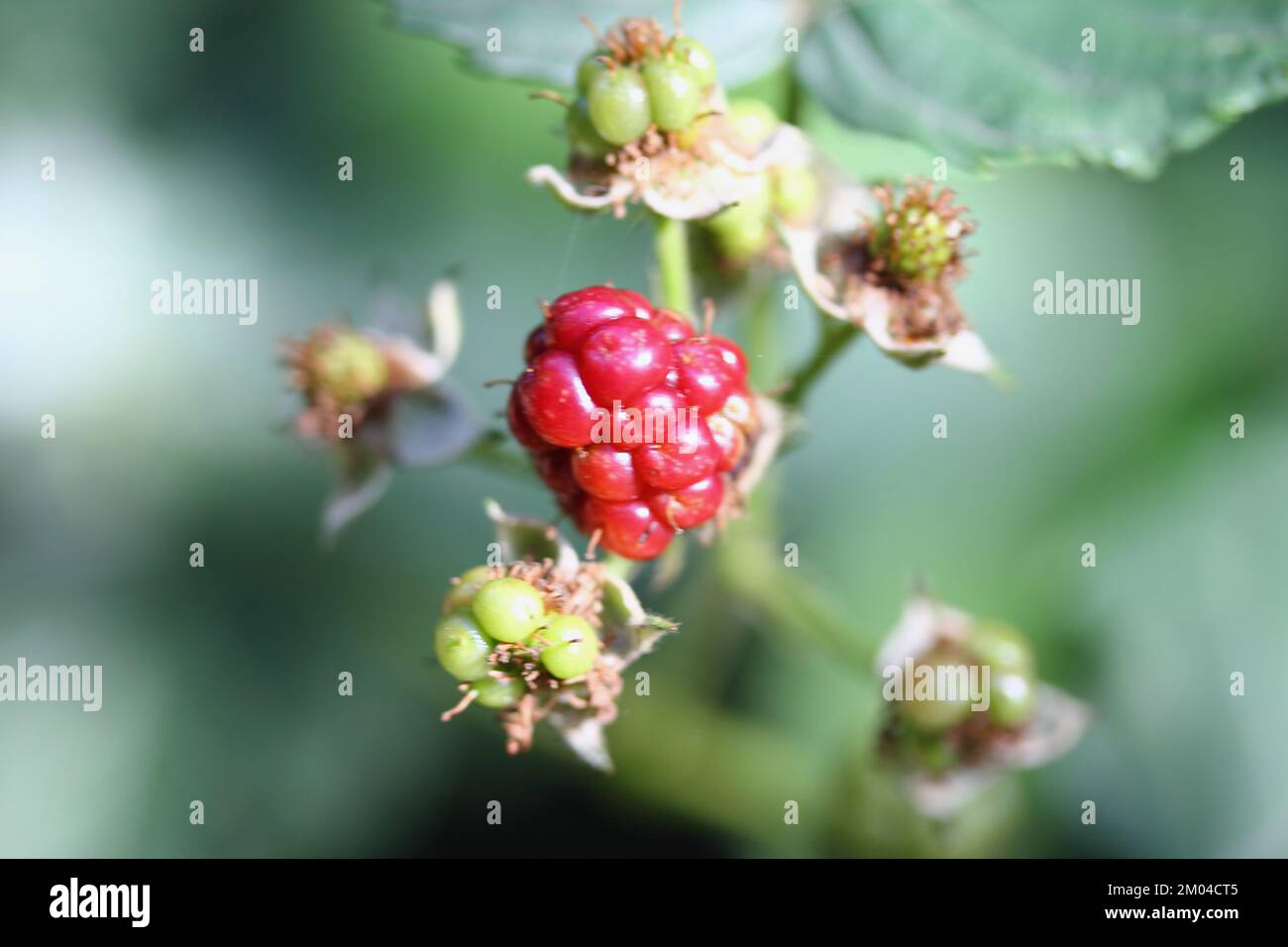 Blackberry (Rubus sectio Rubus) are a section of the extensive and globally extended plant genus Rubus Stock Photo