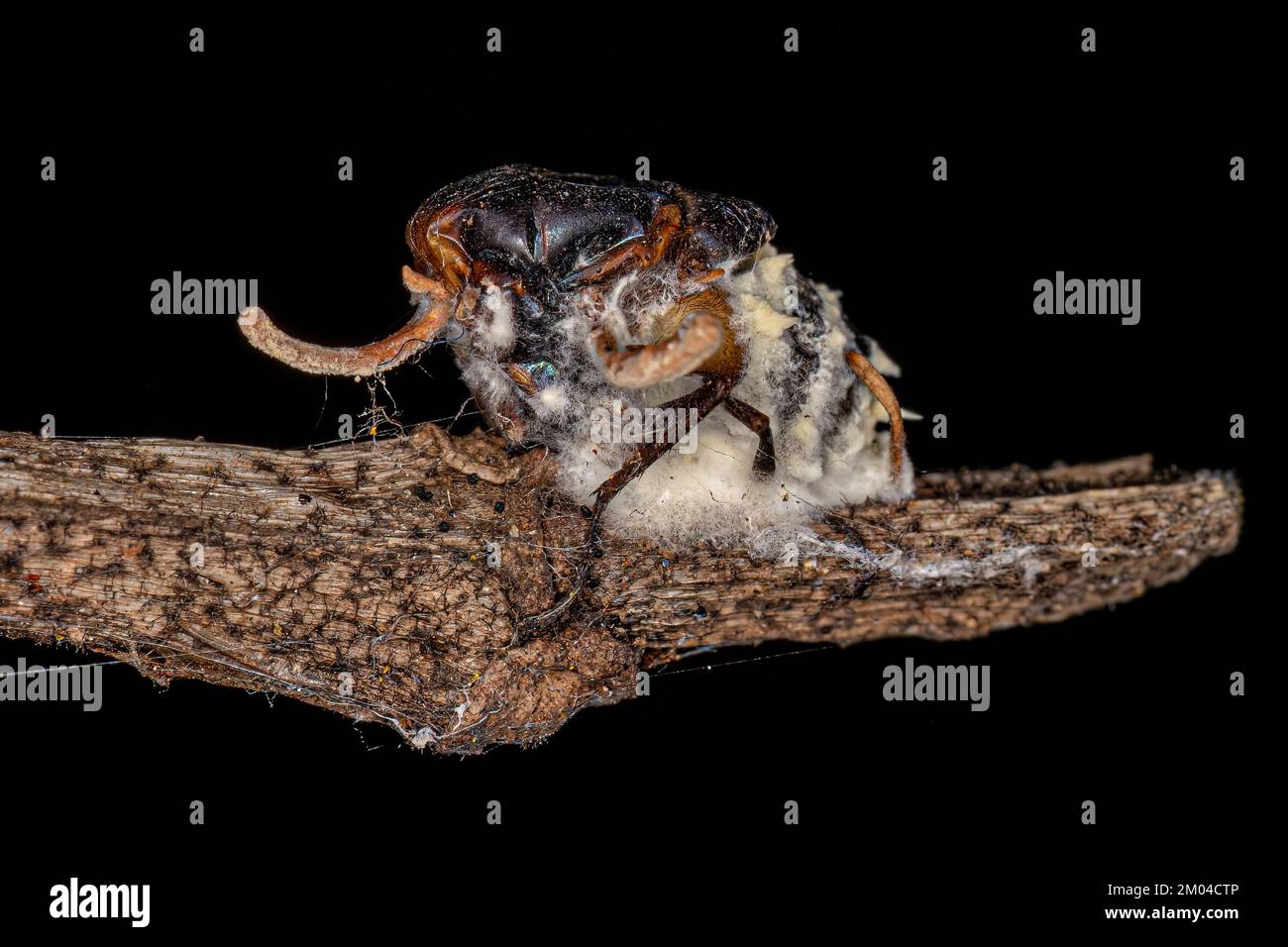 body of a fly killed by a zombie fungus on a tree branch Stock Photo