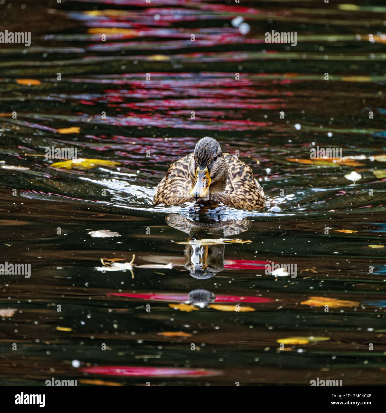 Female Mallard duck standing paddling at Moss Valley, Brynteg, Wrexham