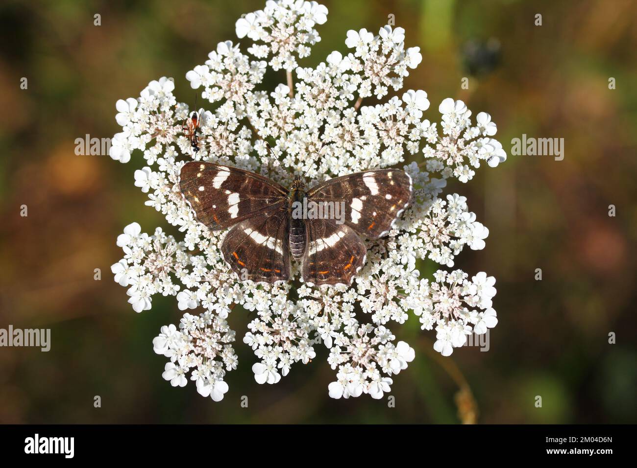 The Map Butterfly (Araschnia levana)  is a butterfly of the family Nymphalidae Stock Photo