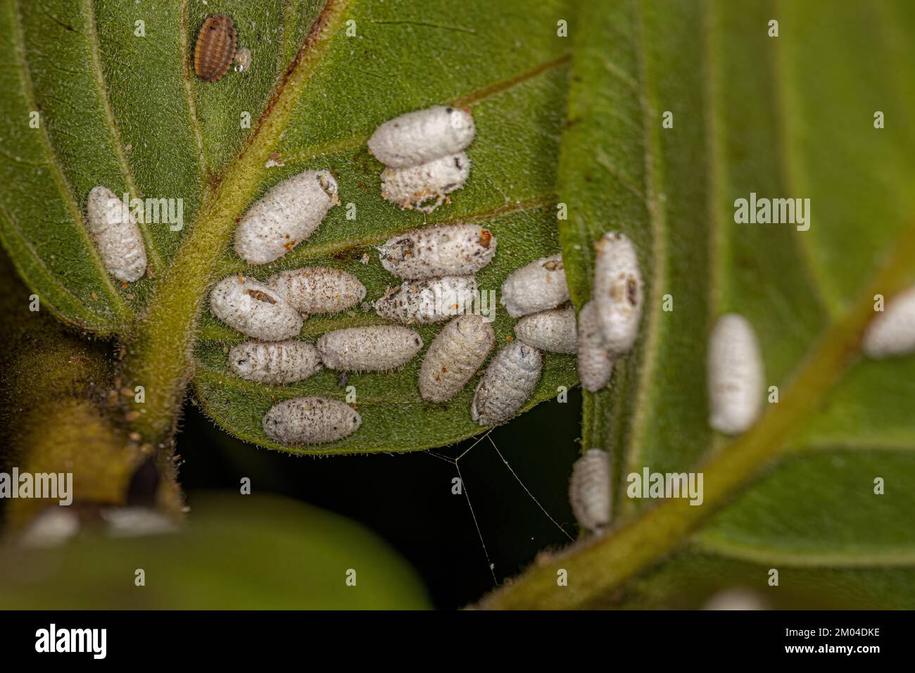 small white cocoons of insects on guava tree leaves Stock Photo - Alamy