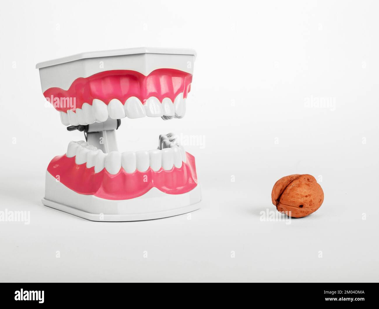 Healthy strong teeth concept. Tooth jaw model and walnut, nut fruit. High quality photo Stock Photo
