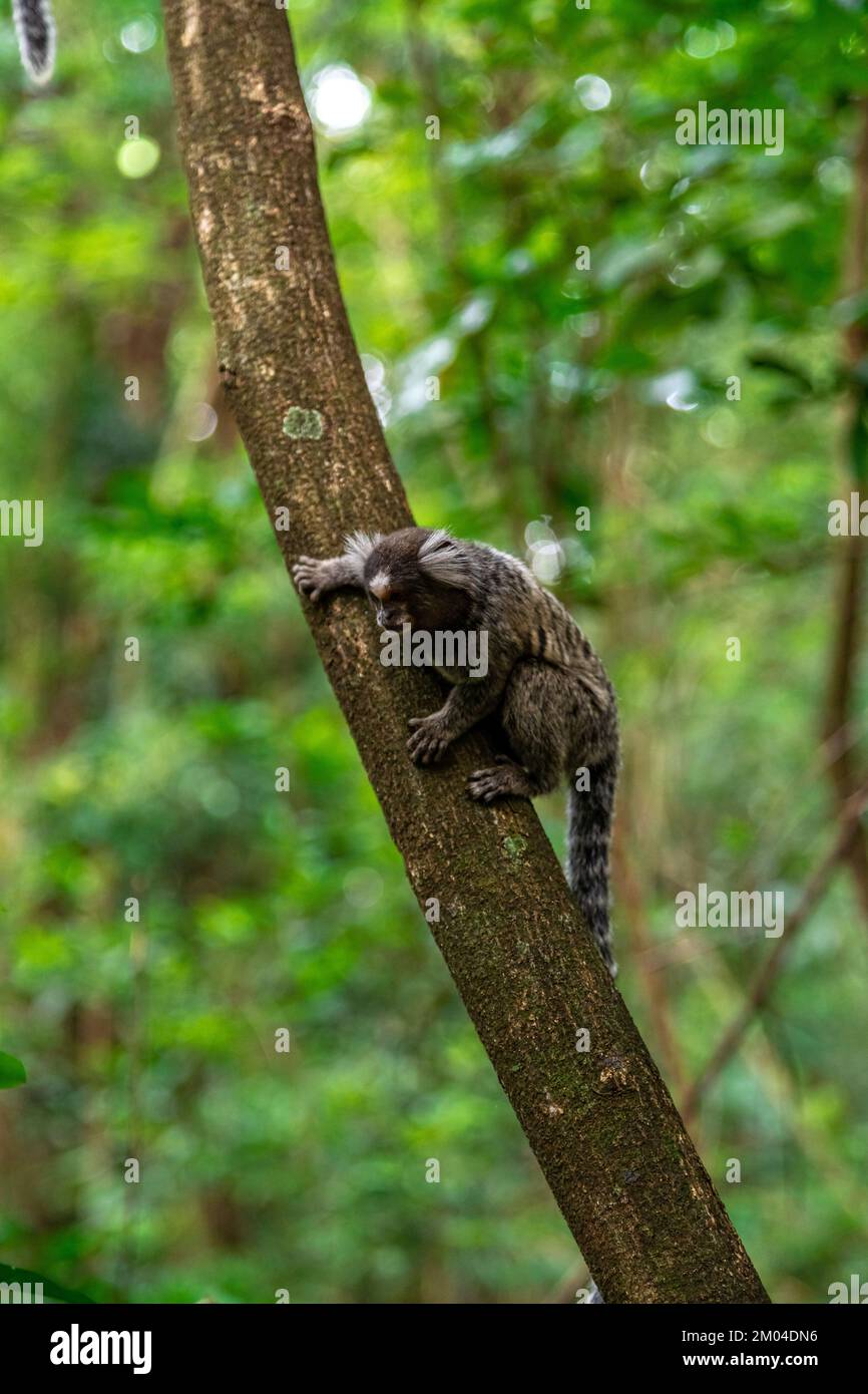 Marmoset monkey on a tree in the wild Stock Photo - Alamy