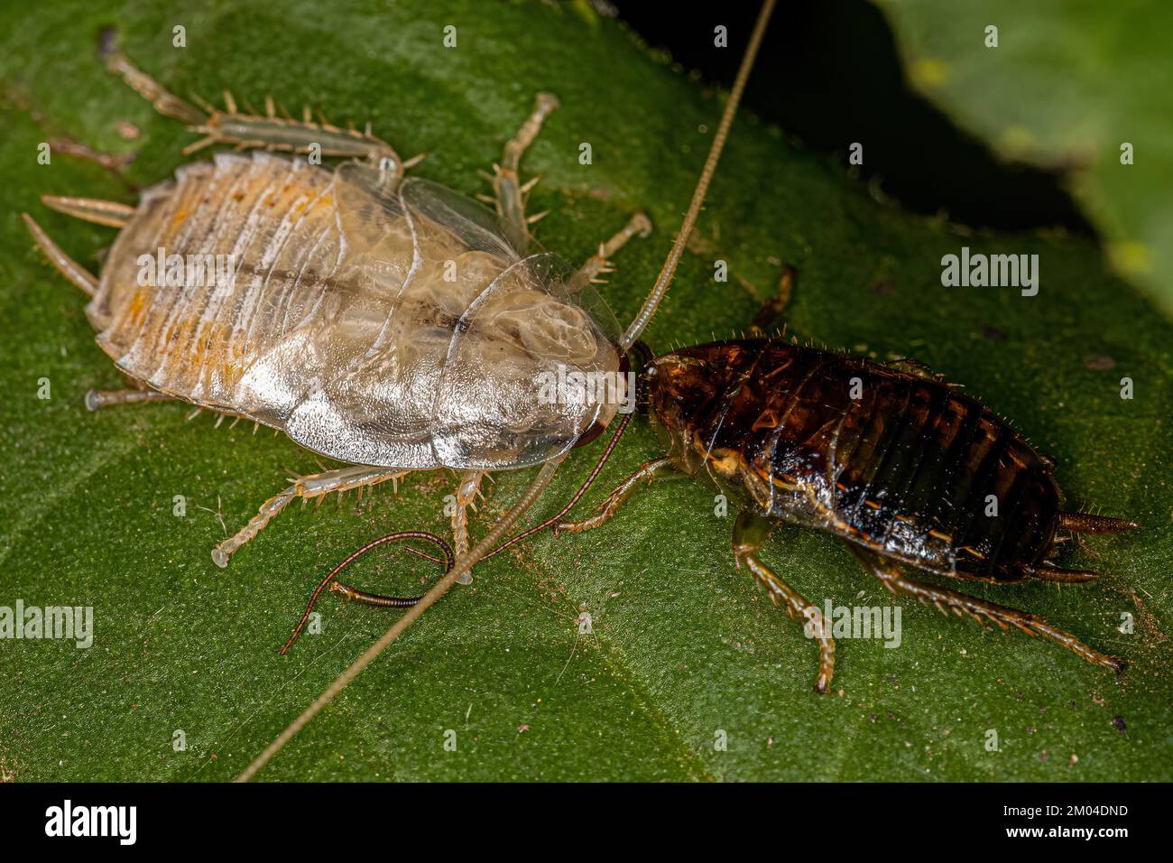 Wood Cockroach Nymph of the Family Ectobiidae Stock Photo