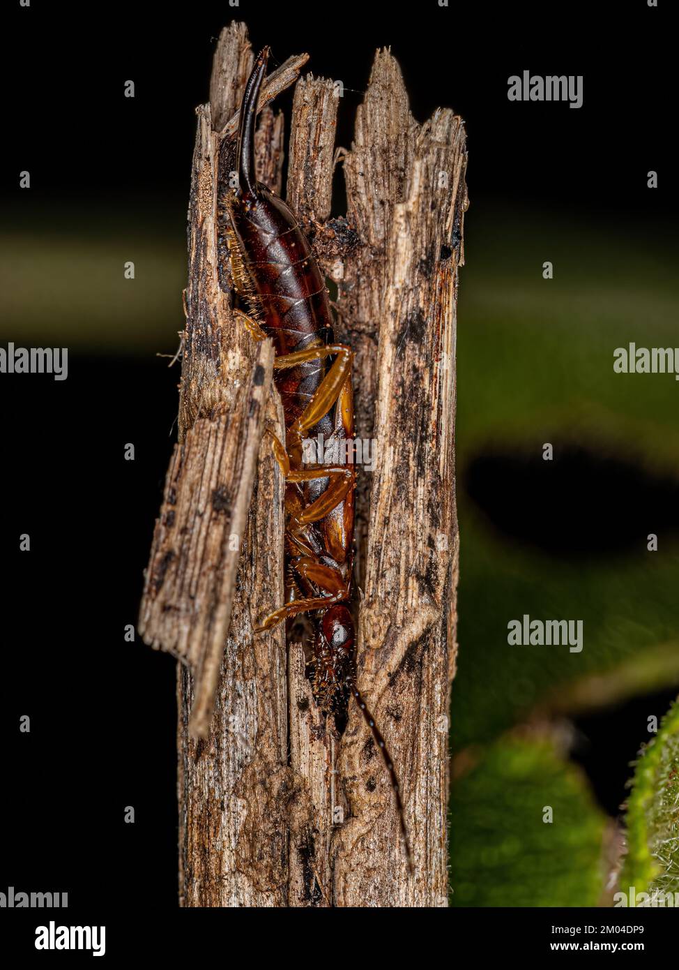 Adult Common Earwig of the order Dermaptera Stock Photo