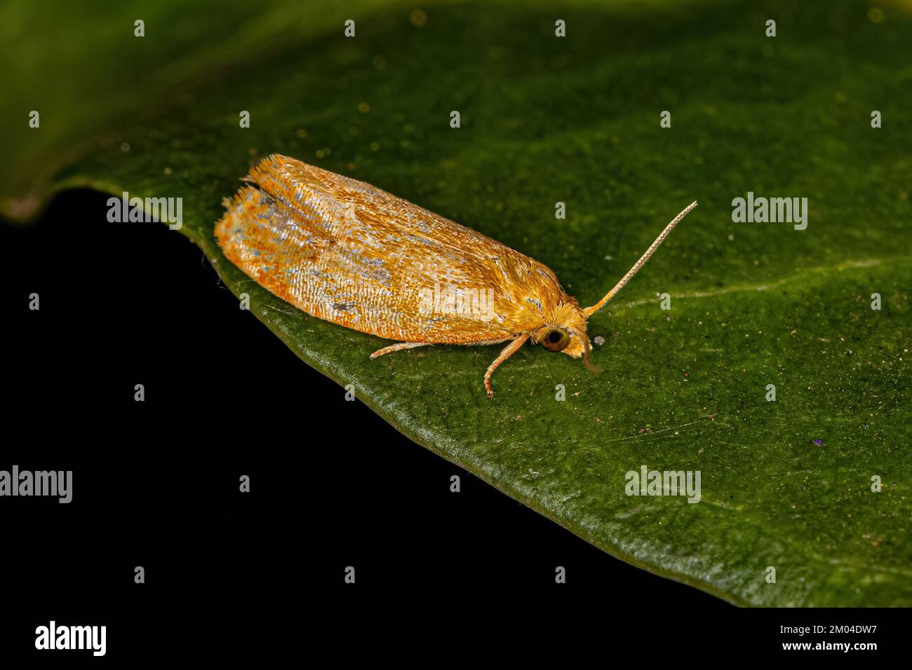 Adult Tortricine Leafroller Moth of the Family Tortricidae Stock Photo