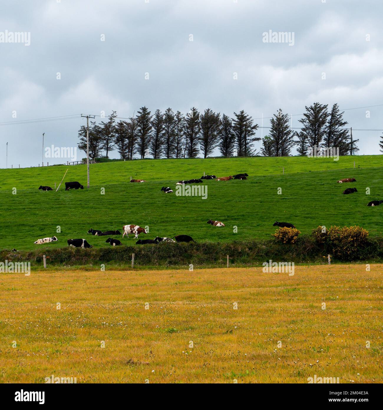 Village fields and pastures. Cows in a meadow. Agrarian landscape. Irish farmland. Green field with trees Stock Photo