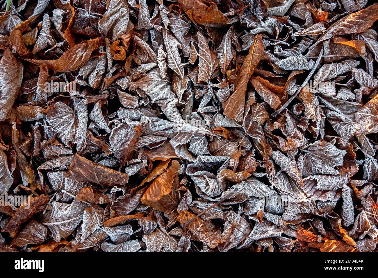 Frost on fallen autumn leaves. Stock Photo
