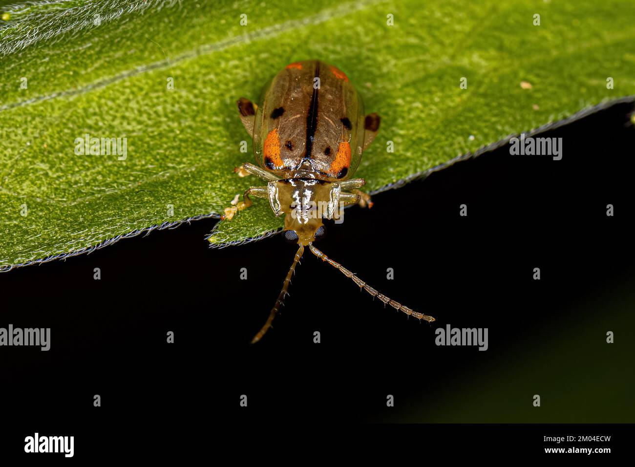 Adult Flea Beetle of the Genus Walterianella Stock Photo Alamy