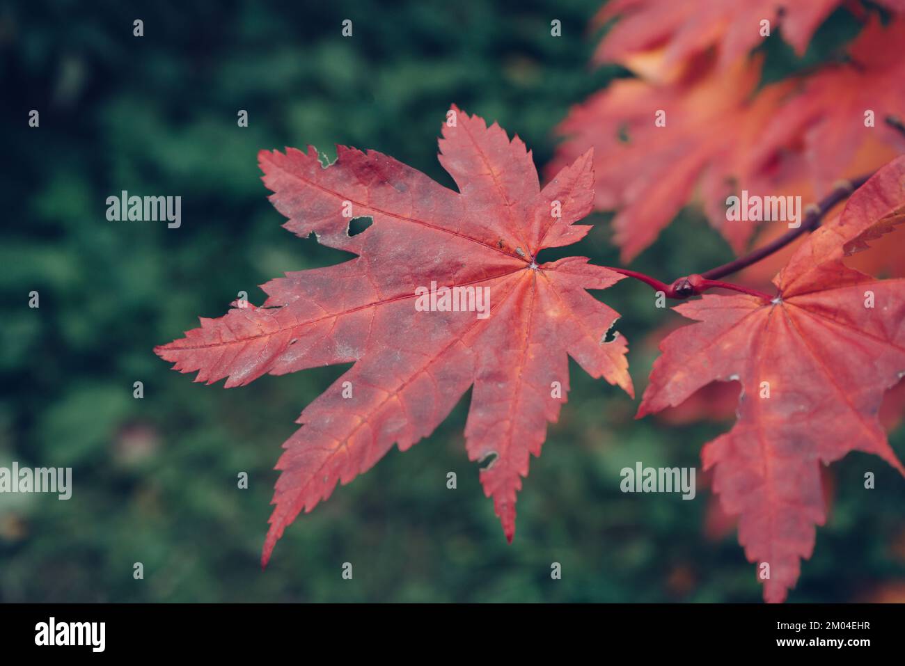 beauty of red leaves of acer japonicum against dark green background at autumn Stock Photo